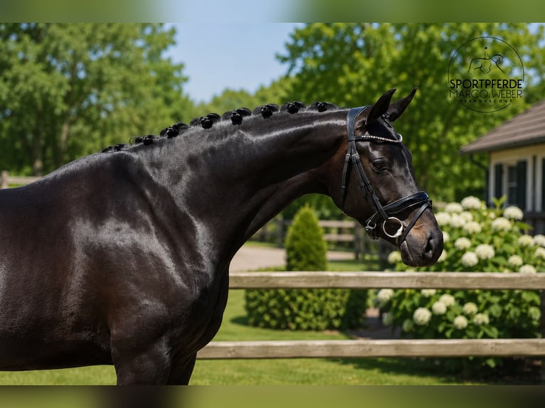 Oldenburg Mare 4 years 16.1 hh Smoky-Black in Sande Neustadtgödens