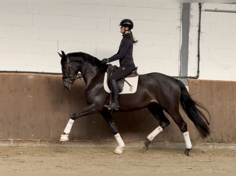 Oldenburg Mare 4 years 16.1 hh Smoky-Black in Lohne (Oldenburg)