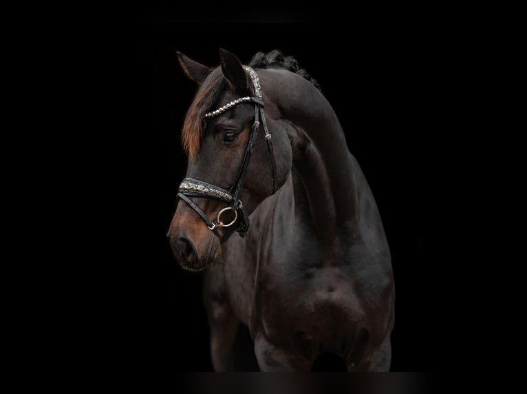 Oldenburg Mare 4 years 16,1 hh Smoky-Black in Wehringen