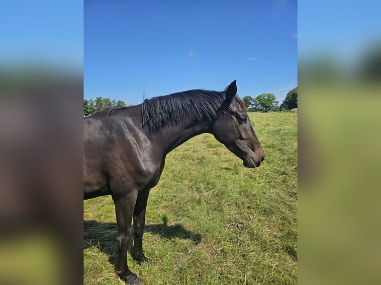 Oldenburg Mare 4 years 16.1 hh Smoky-Black in Wardenburg