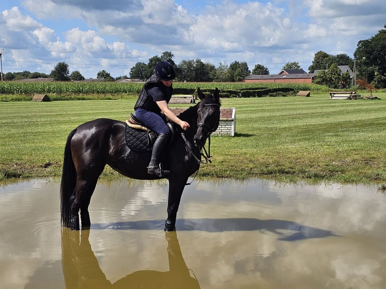 Oldenburg Mare 4 years 16,1 hh Smoky-Black in Walchum