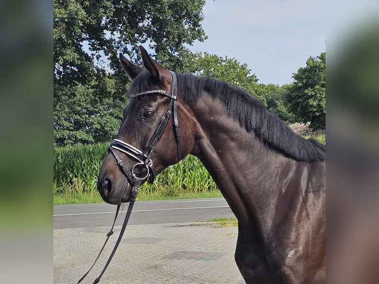 Oldenburg Mare 4 years 16,1 hh Smoky-Black in Walchum