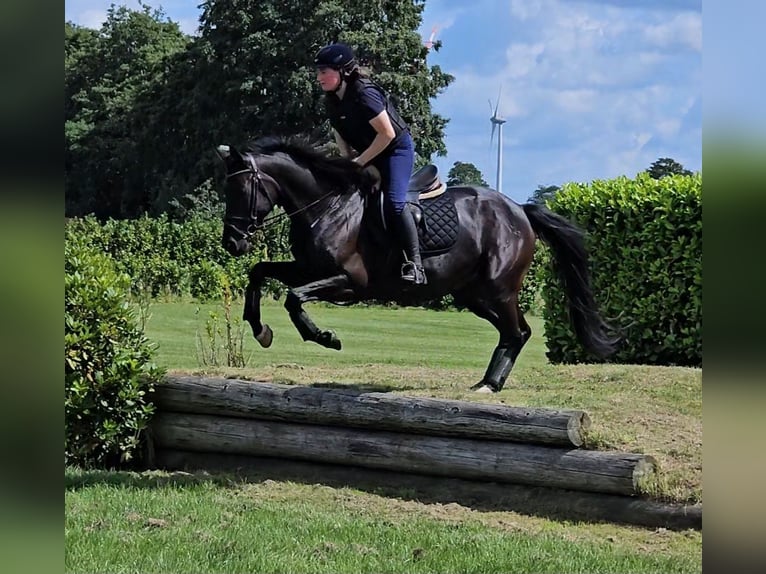 Oldenburg Mare 4 years 16,1 hh Smoky-Black in Walchum