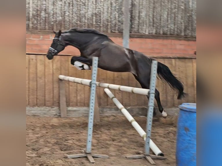 Oldenburg Mare 4 years 16,1 hh Smoky-Black in Walchum