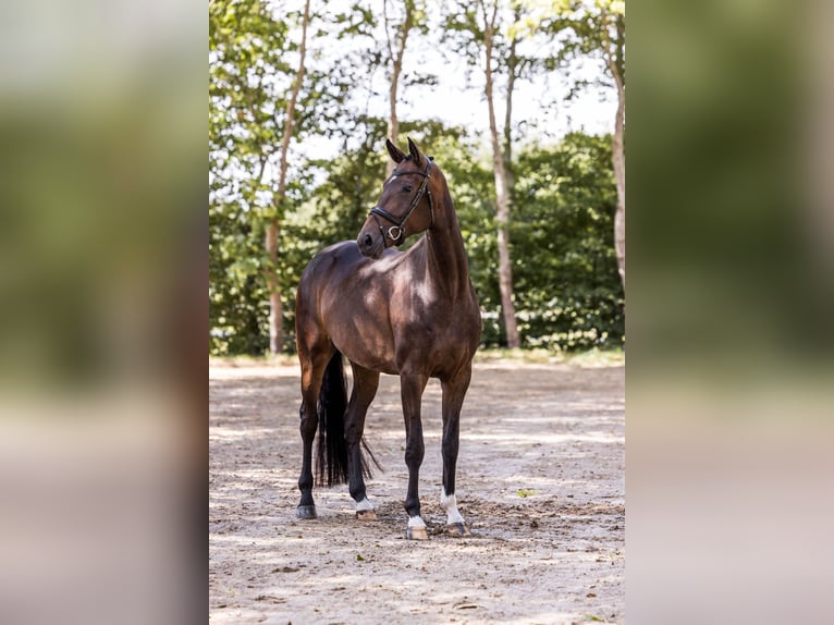 Oldenburg Mare 4 years 16.2 hh Bay-Dark in Kutenholz