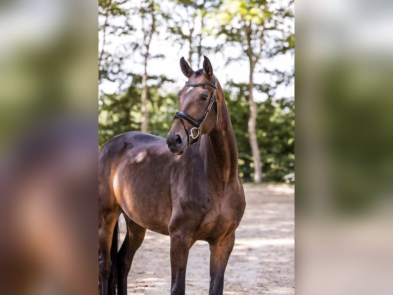 Oldenburg Mare 4 years 16.2 hh Bay-Dark in Kutenholz