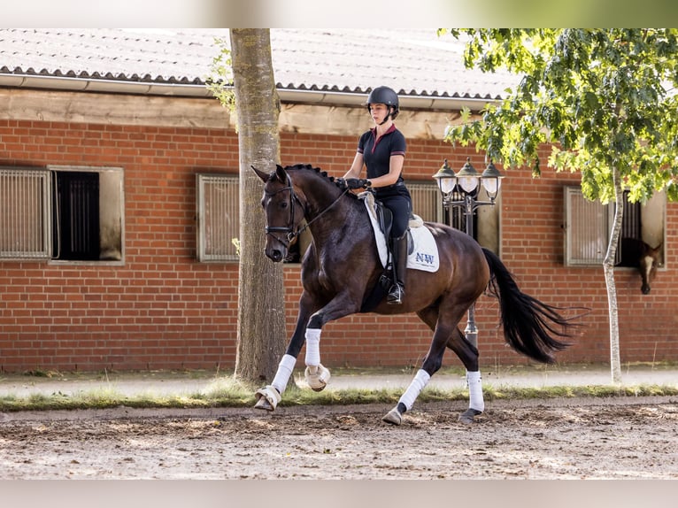 Oldenburg Mare 4 years 16.2 hh Bay-Dark in Kutenholz