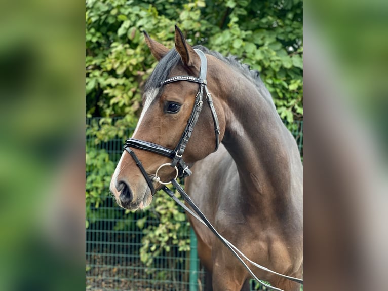 Oldenburg Mare 4 years 16,2 hh Bay-Dark in Lohne (Oldenburg)