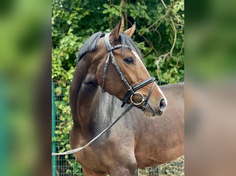 Oldenburg Mare 4 years 16,2 hh Bay-Dark in Lohne (Oldenburg)