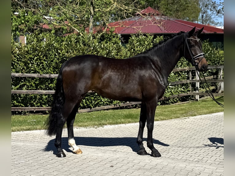 Oldenburg Mare 4 years 16.2 hh Bay-Dark in Visbek