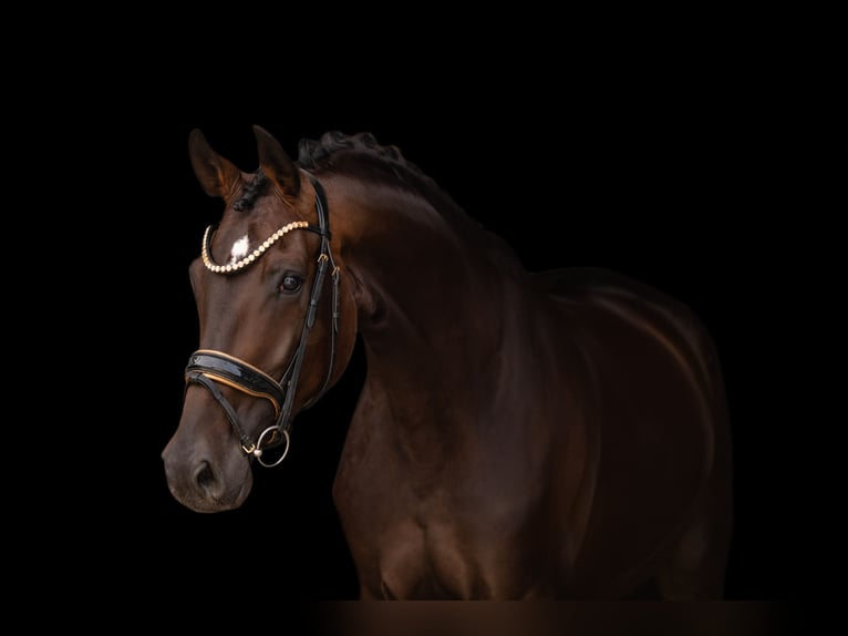 Oldenburg Mare 4 years 16.2 hh Bay-Dark in Wehringen
