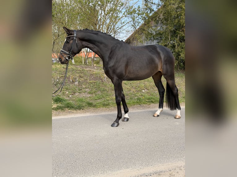 Oldenburg Mare 4 years 16.2 hh Bay-Dark in Phöben