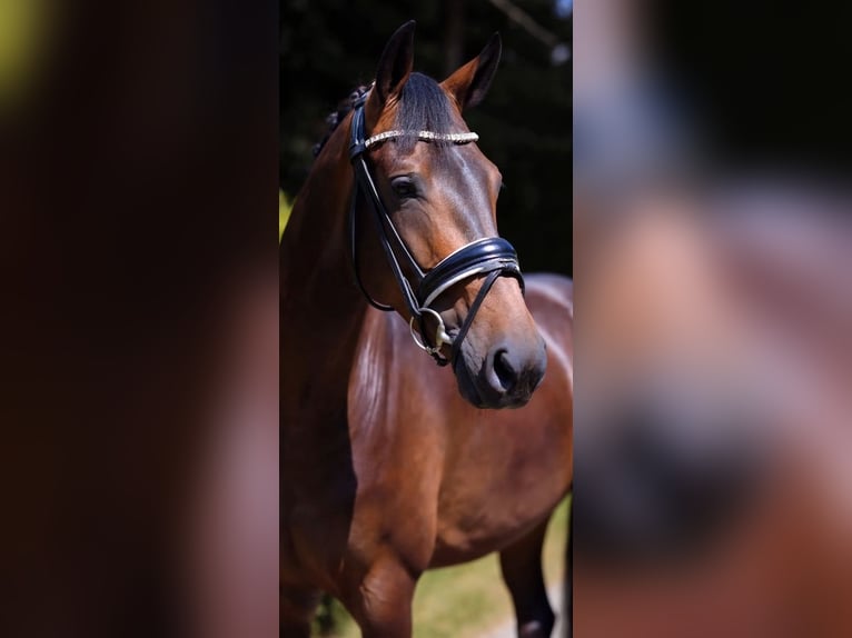 Oldenburg Mare 4 years 16.2 hh Bay-Dark in Warendorf