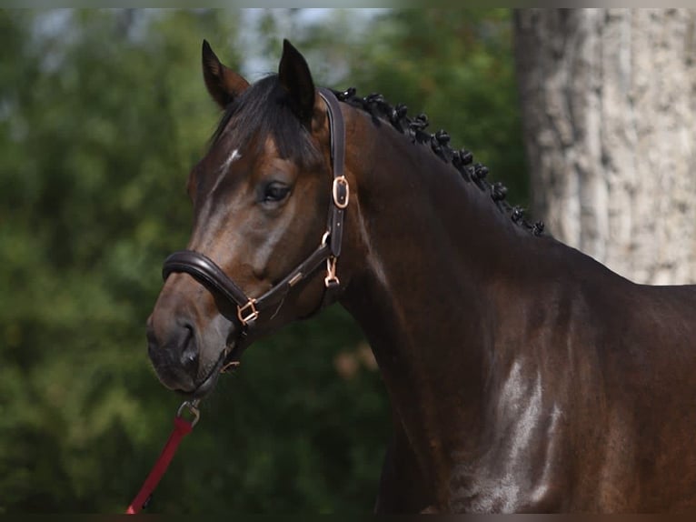 Oldenburg Mare 4 years 16,2 hh Bay-Dark in Achau