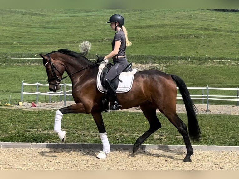 Oldenburg Mare 4 years 16,2 hh Bay-Dark in Heiligenberg