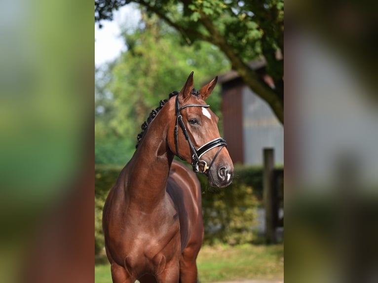 Oldenburg Mare 4 years 16,2 hh Bay-Dark in Visbek