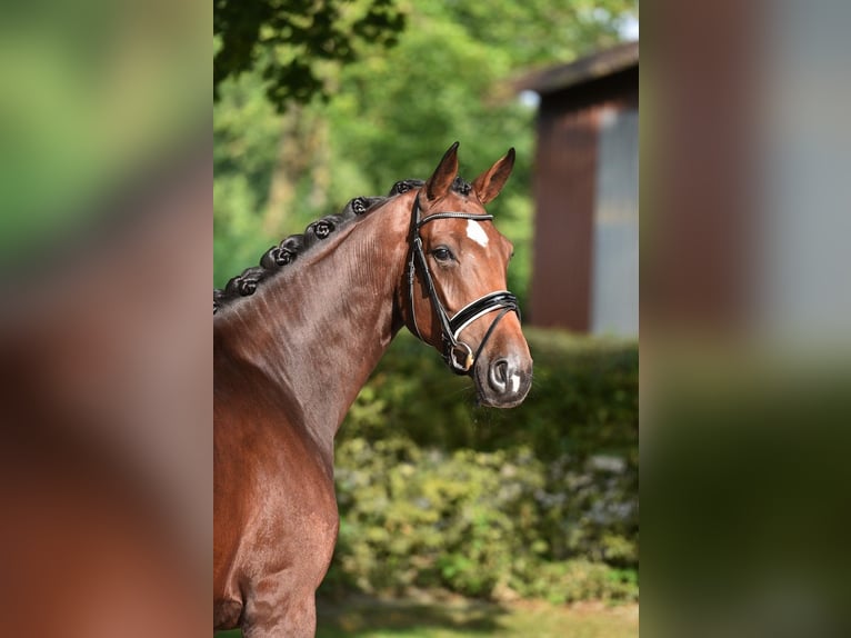 Oldenburg Mare 4 years 16,2 hh Bay-Dark in Visbek