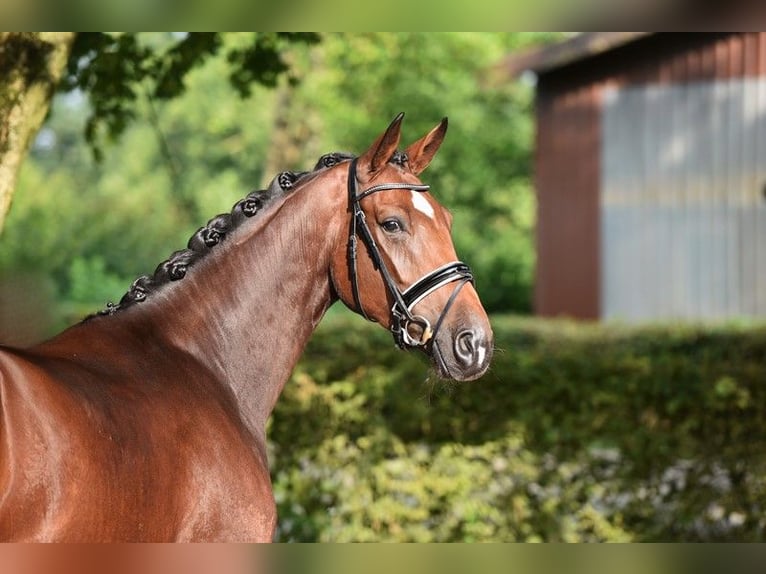 Oldenburg Mare 4 years 16,2 hh Bay-Dark in Visbek