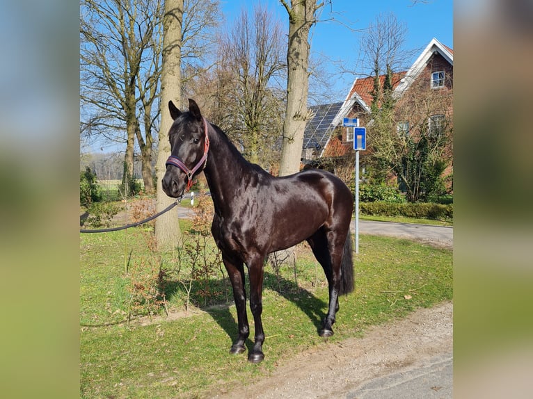 Oldenburg Mare 4 years 16.2 hh Black in Bakum