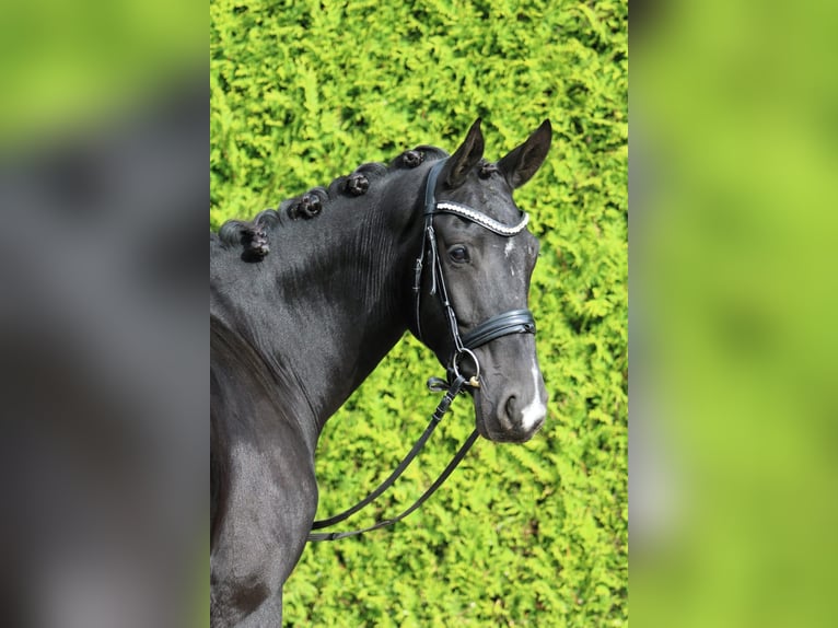 Oldenburg Mare 4 years 16,2 hh Black in Bönen