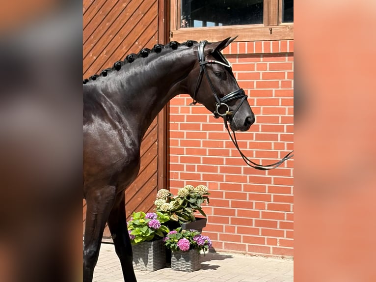 Oldenburg Mare 4 years 16.2 hh Black in Barver