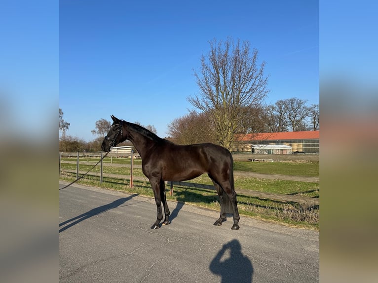 Oldenburg Mare 4 years 16.2 hh Black in Hildesheim