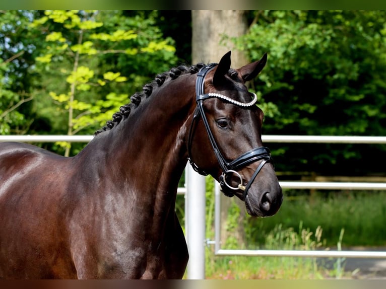 Oldenburg Mare 4 years 16,2 hh Black in Lienen