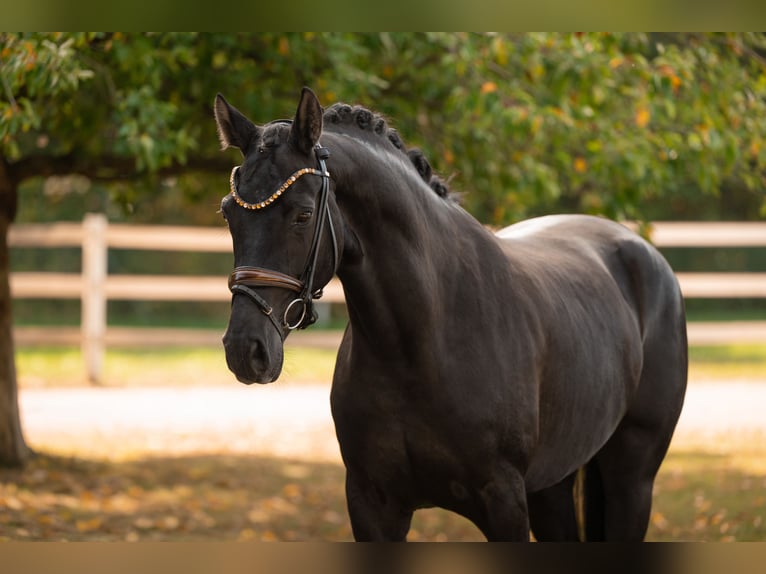 Oldenburg Mare 4 years 16.2 hh Black in Wehringen