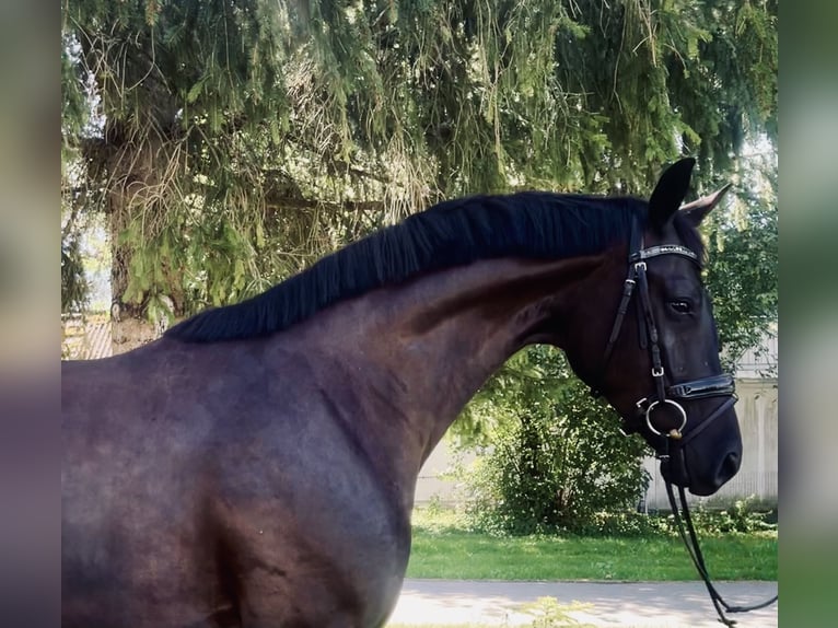 Oldenburg Mare 4 years 16,2 hh Black in Karlsfeld