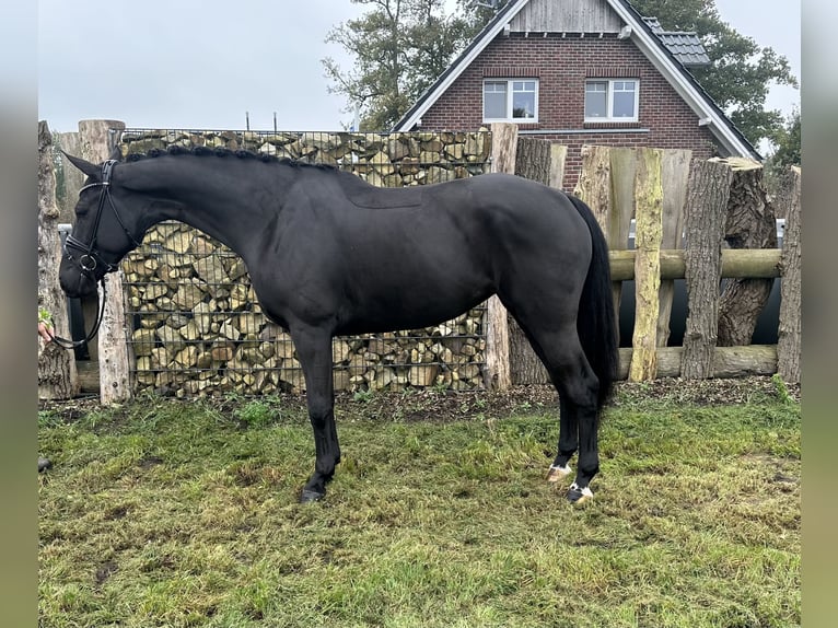 Oldenburg Mare 4 years 16,2 hh Black in Emlichheim