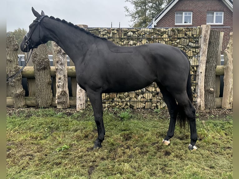 Oldenburg Mare 4 years 16,2 hh Black in Emlichheim