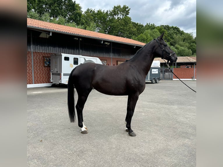 Oldenburg Mare 4 years 16.2 hh Black in Düsseldorf