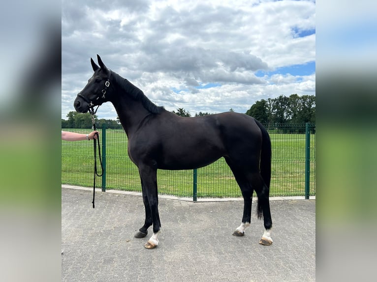 Oldenburg Mare 4 years 16.2 hh Black in Düsseldorf