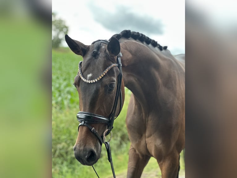Oldenburg Mare 4 years 16.2 hh Brown in Neuenkirchen-Vörden
