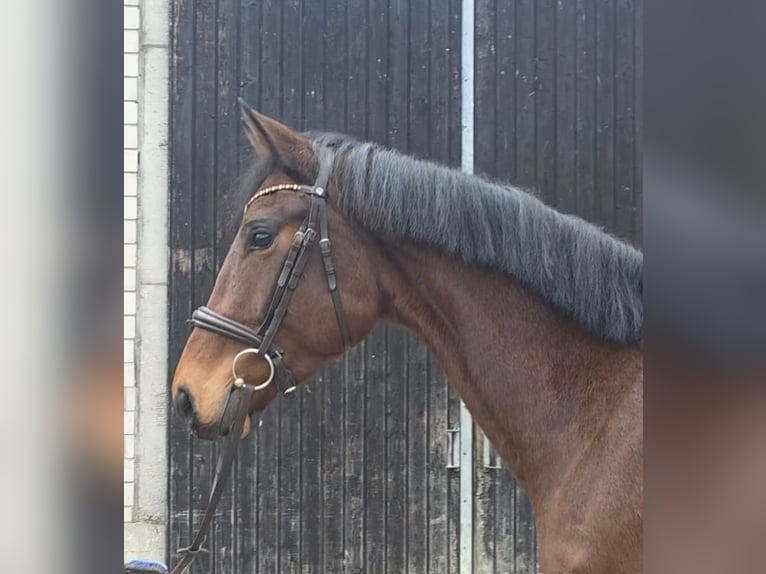 Oldenburg Mare 4 years 16.2 hh Brown in Kürten