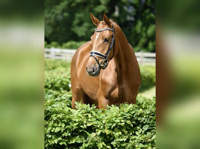 Oldenburg Mare 4 years 16,2 hh Chestnut in Stuhr