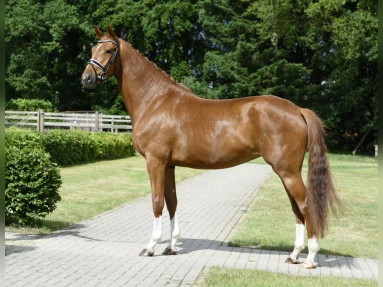 Oldenburg Mare 4 years 16,2 hh Chestnut in Stuhr