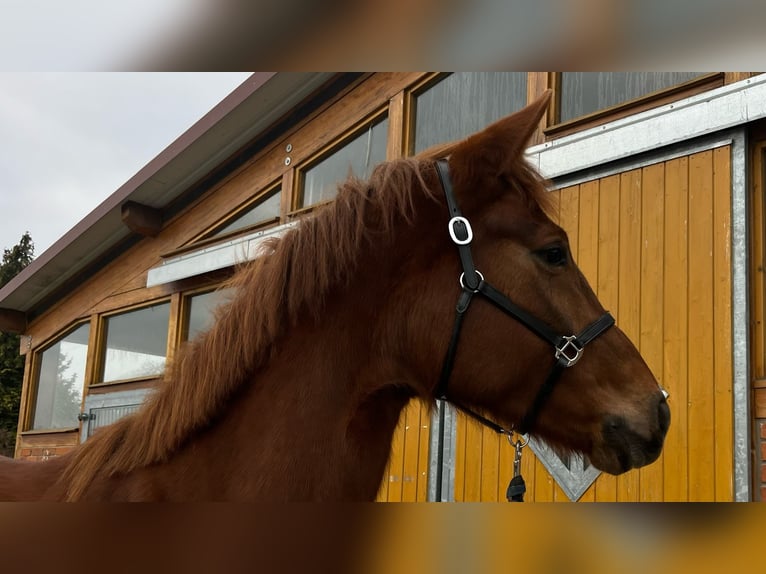 Oldenburg Mare 4 years 16.2 hh Chestnut-Red in Berlin
