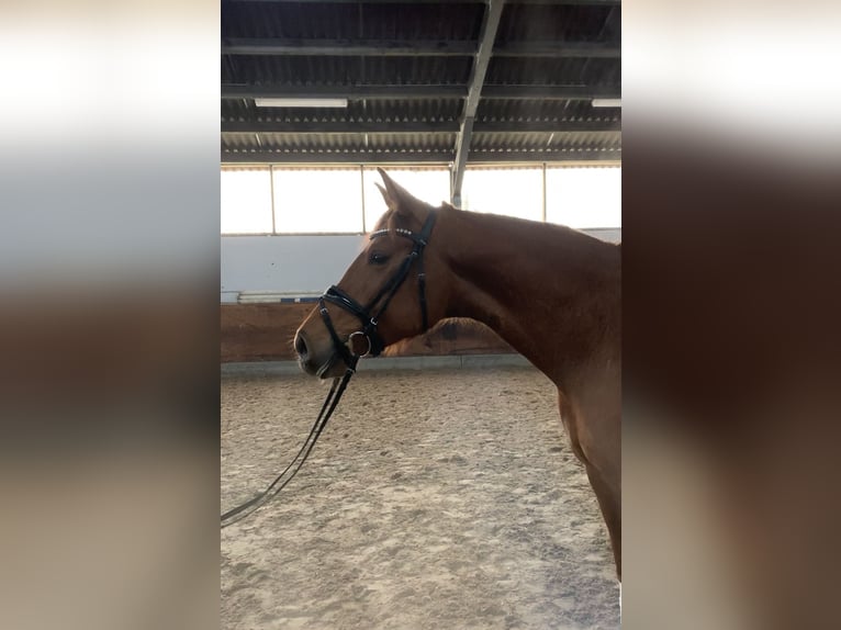 Oldenburg Mare 4 years 16,2 hh Chestnut-Red in Ladeburg