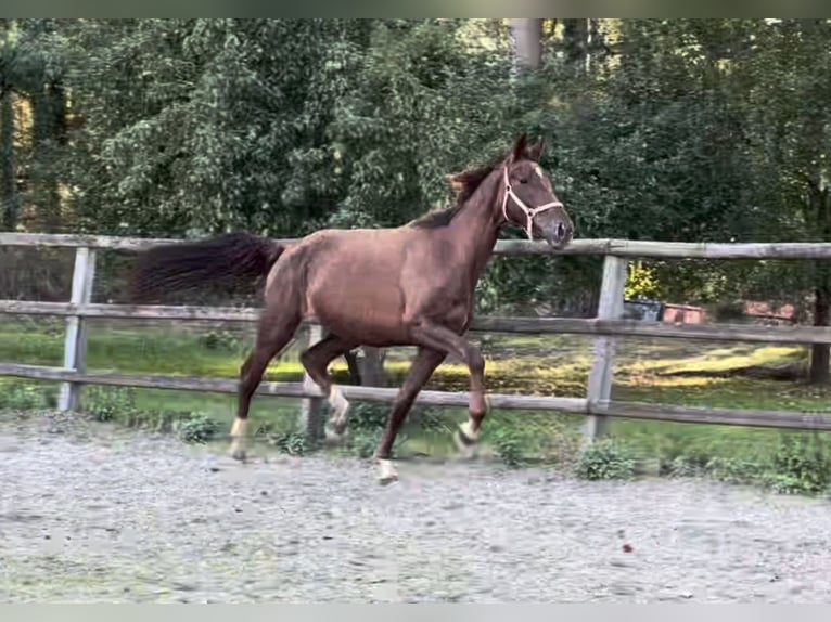 Oldenburg Mare 4 years 16.2 hh Chestnut-Red in Twistringen