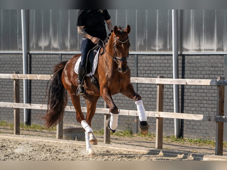 Oldenburg Mare 4 years 16.2 hh Chestnut-Red in Nettetal