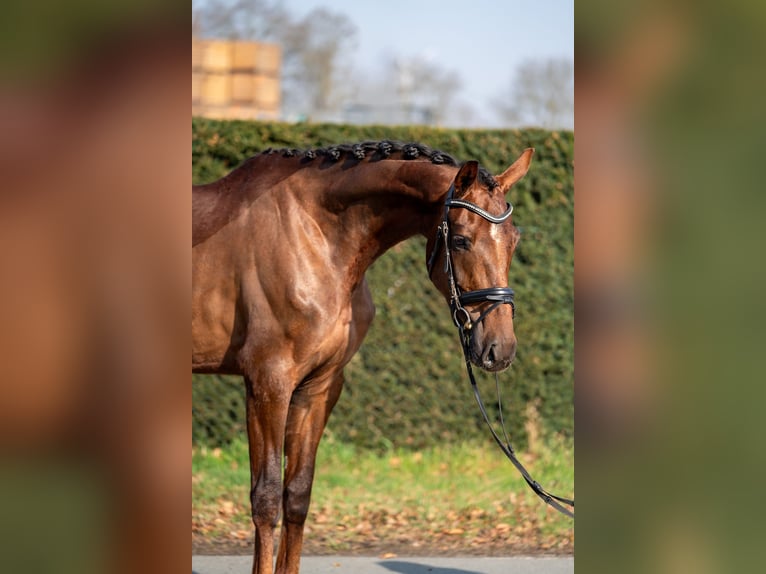 Oldenburg Mare 4 years 16.2 hh Chestnut-Red in Nettetal