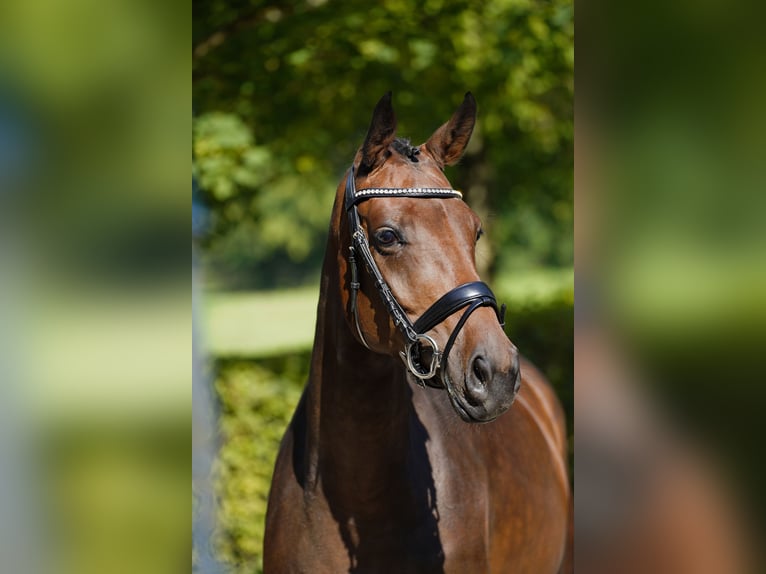 Oldenburg Mare 4 years 16,2 hh in Kronberg im Taunus