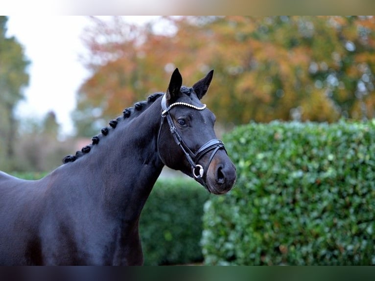 Oldenburg Mare 4 years 16,2 hh Smoky-Black in Vechta