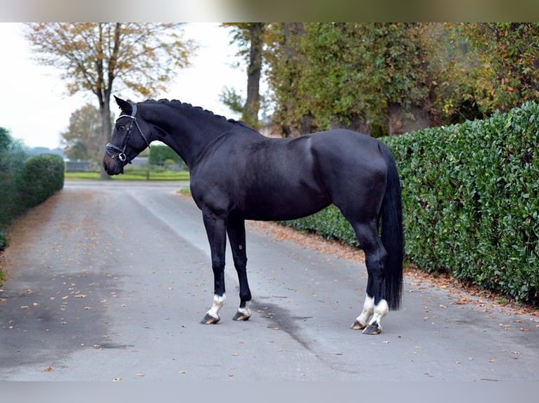 Oldenburg Mare 4 years 16,2 hh Smoky-Black in Vechta