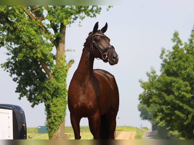 Oldenburg Mare 4 years 16,2 hh Smoky-Black in Bramsche