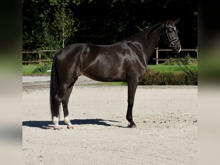 Oldenburg Mare 4 years 16.3 hh Bay-Dark in Lienen