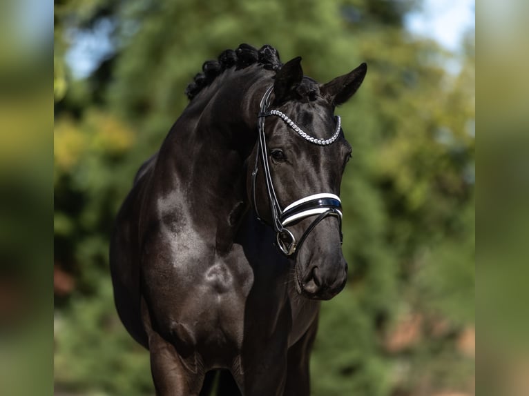 Oldenburg Mare 4 years 16.3 hh Black in Lippetal
