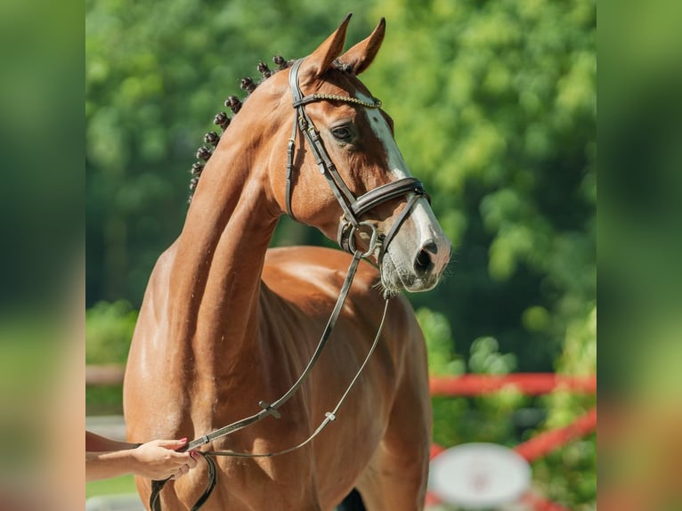 Oldenburg Mare 4 years 16,3 hh Brown in Münster