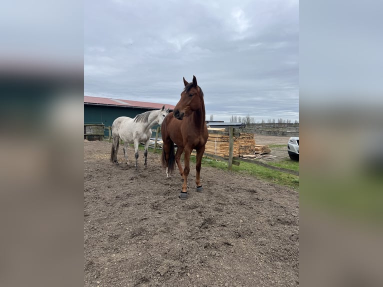 Oldenburg Mare 4 years 16,3 hh Chestnut in Werder